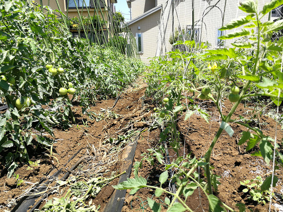 トマト ミニトマトの誘因とわき芽かき 菜 園 場 小山農園