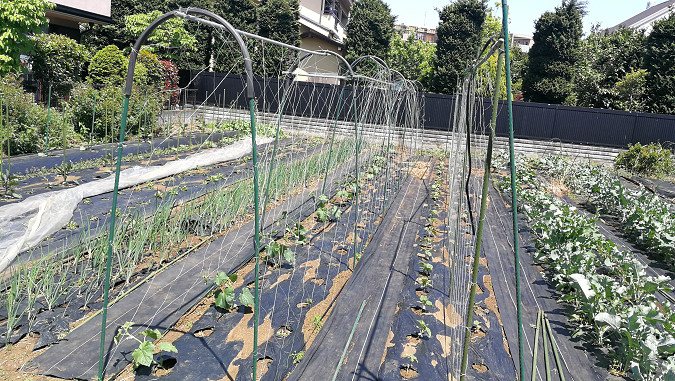 きゅうりネットで支柱を2セット設置 菜 園 場 小山農園